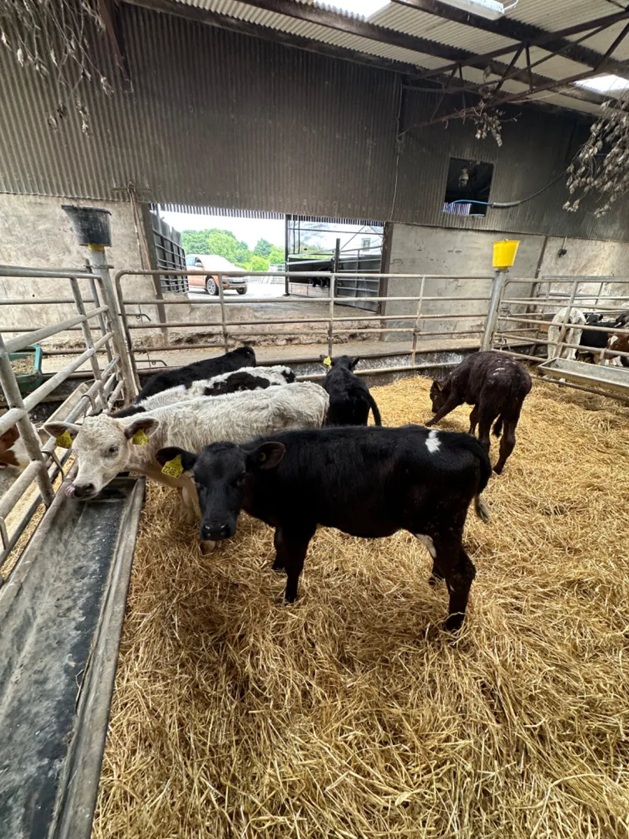 Reared heifers - Image 4