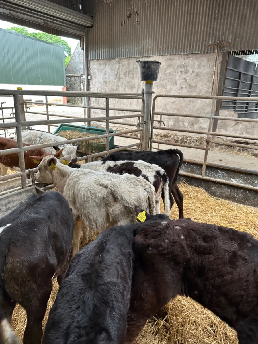 Reared heifers - Image 3