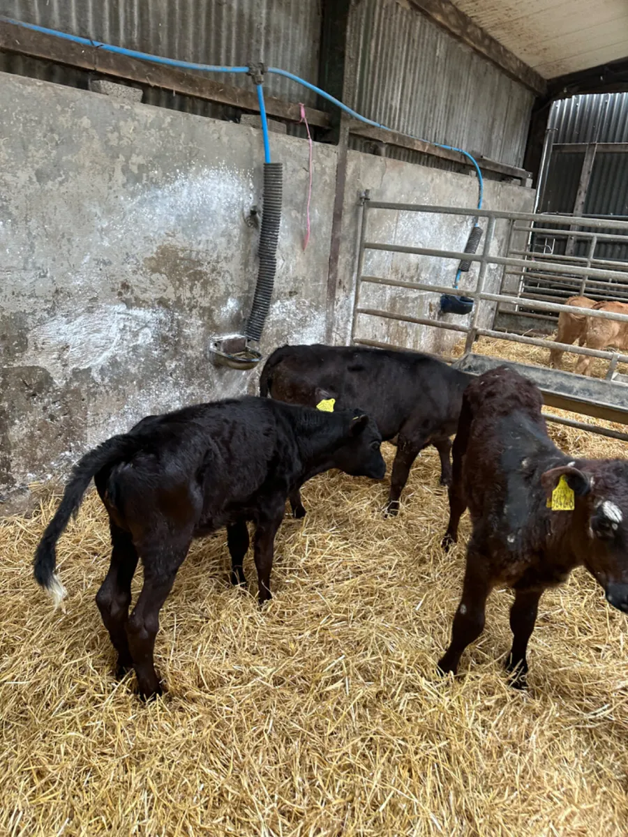 Reared heifers - Image 1