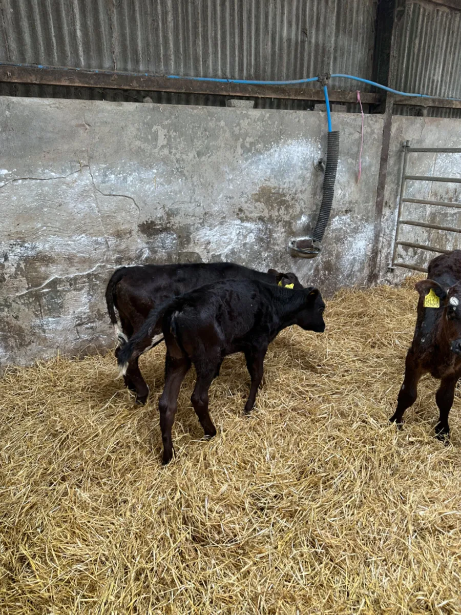 Reared heifers - Image 2