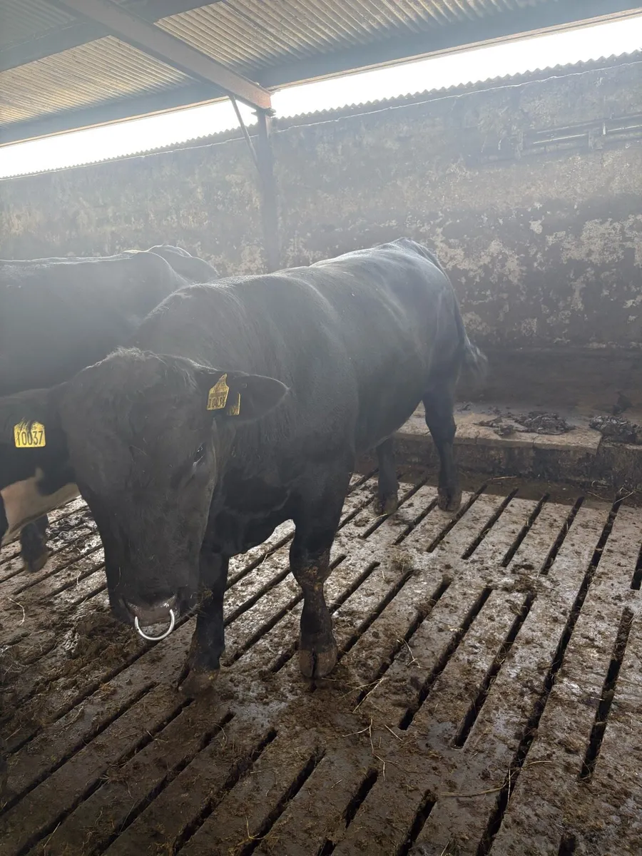 Pedigree Angus bulls and heifers - Image 1