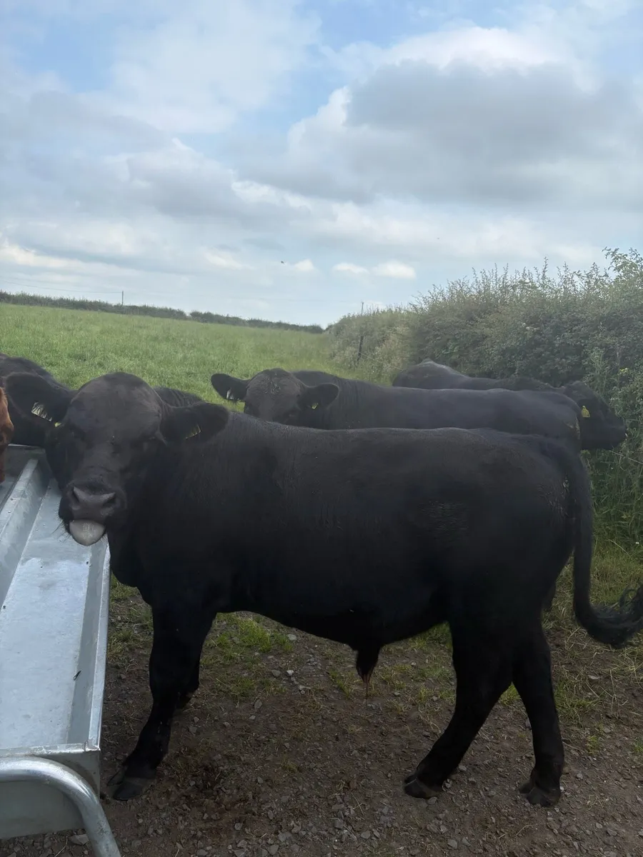 Pedigree Angus bulls and heifers - Image 2