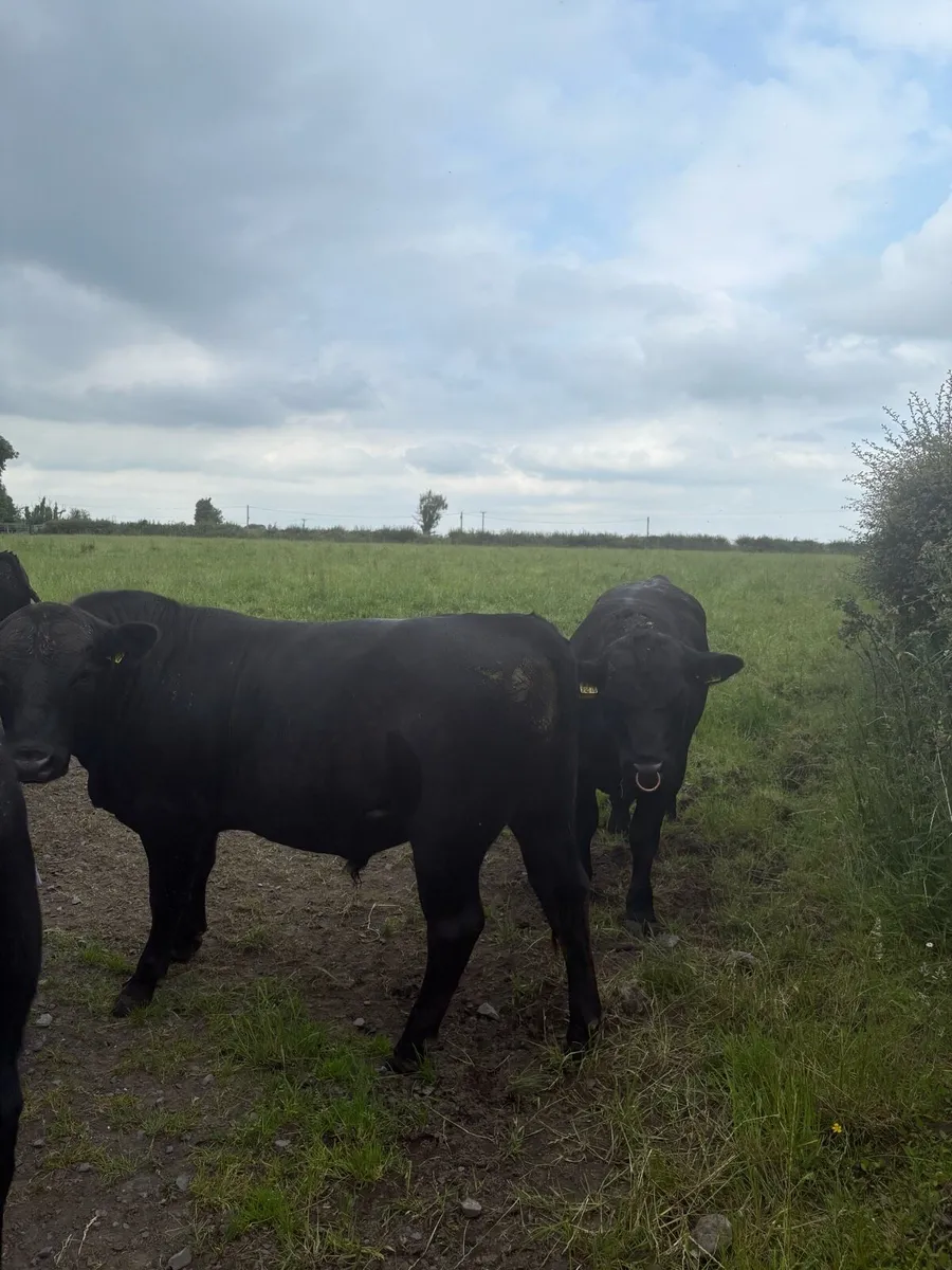 Pedigree Angus bulls and heifers - Image 3