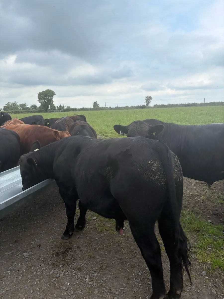Pedigree Angus bulls and heifers - Image 4