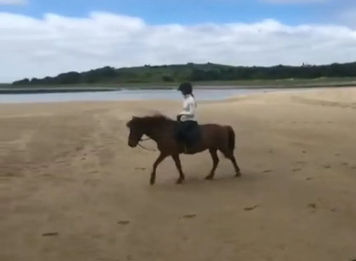 12.2h welsh pony, Smartie - Image 2