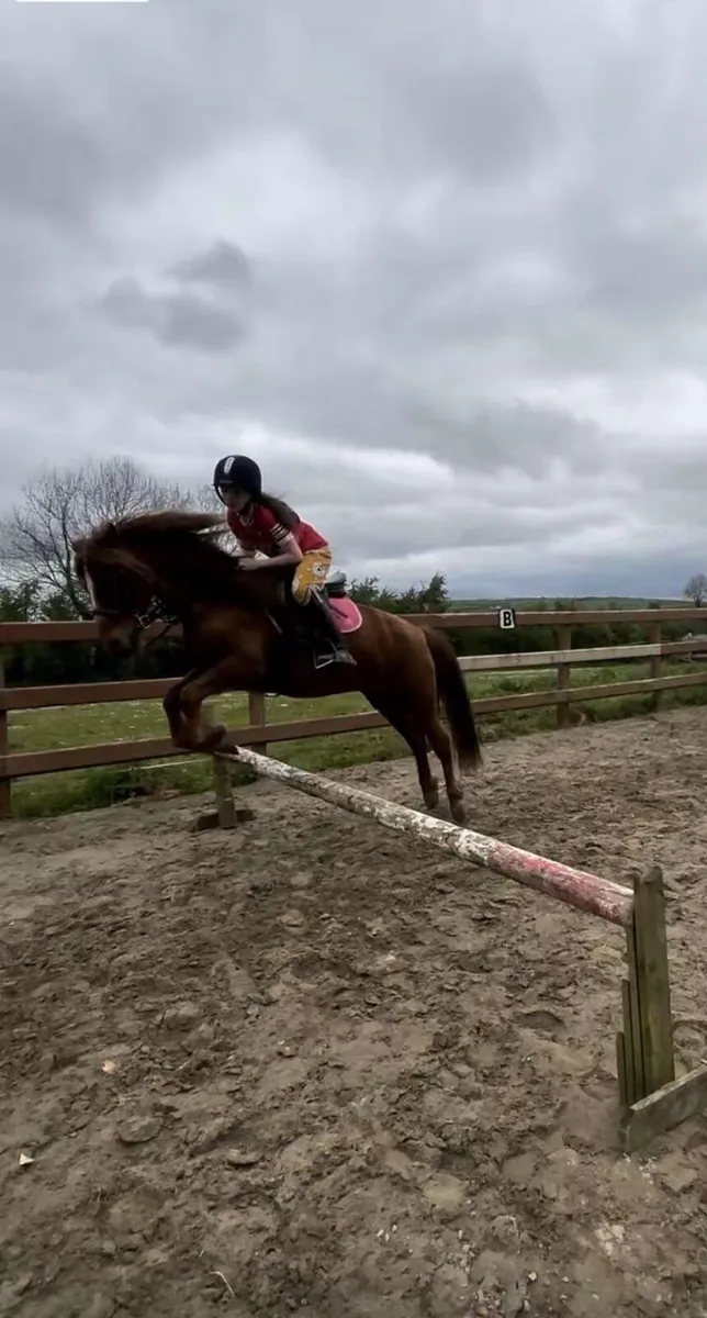 12.2h welsh pony, Smartie - Image 4