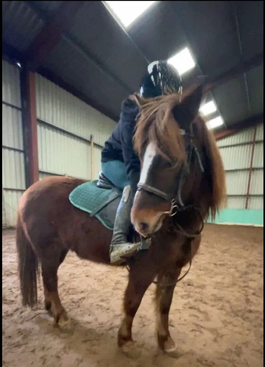 12.2h welsh pony, Smartie - Image 3