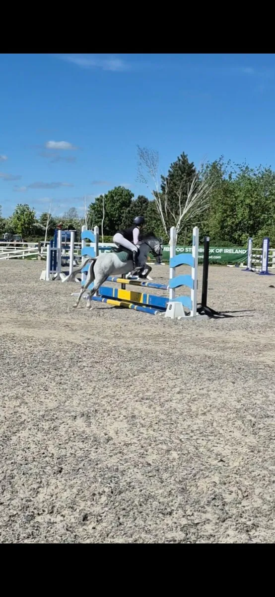 123cm Pony - Image 3