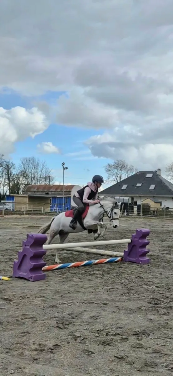 123cm Pony - Image 4