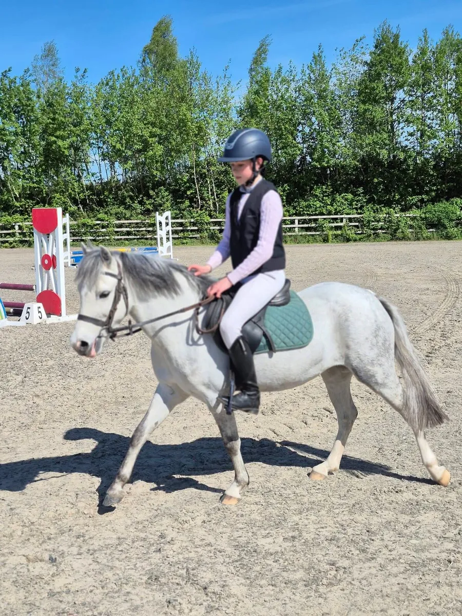 123cm Pony - Image 2