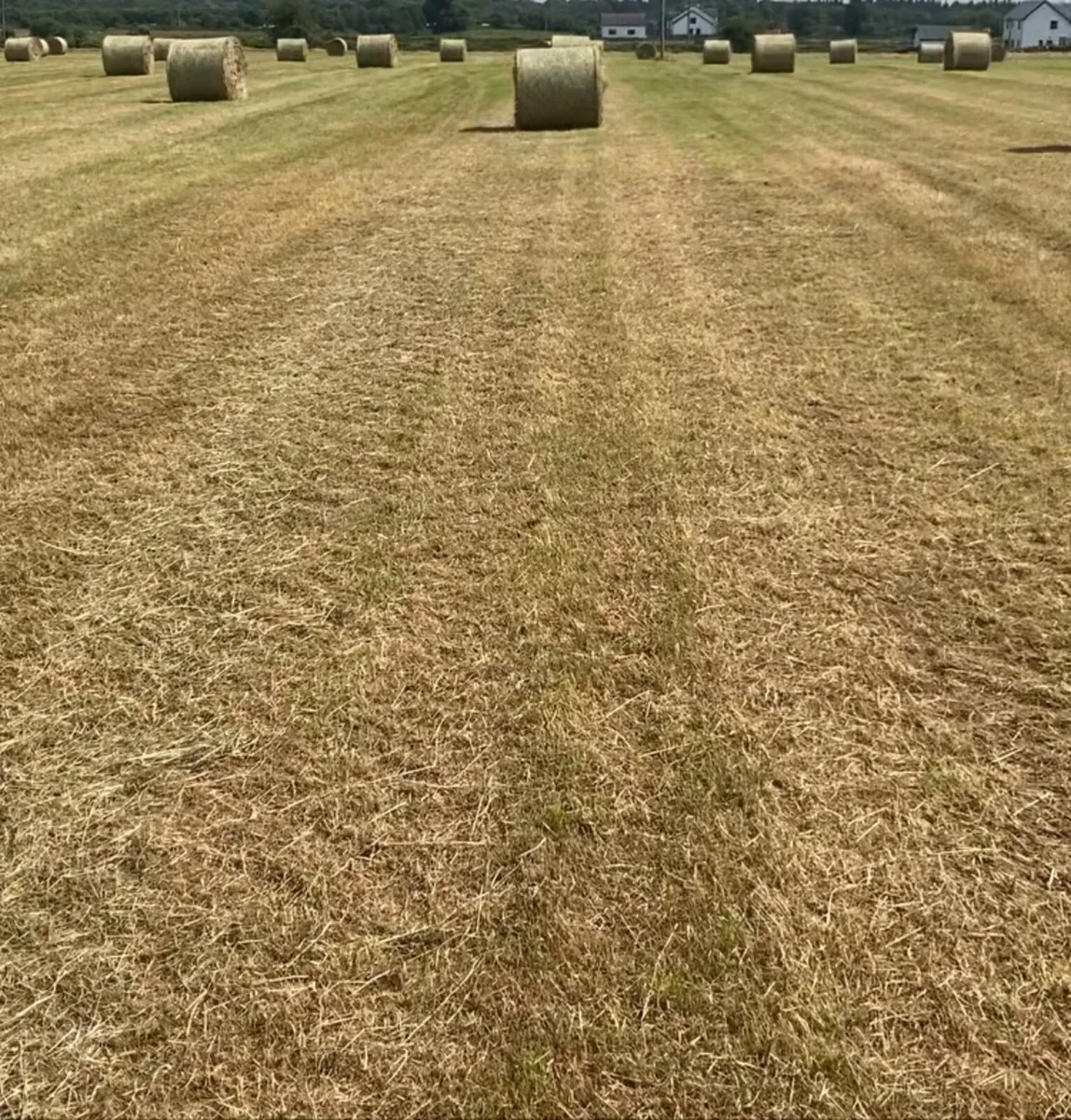 Hay for sale - Image 2