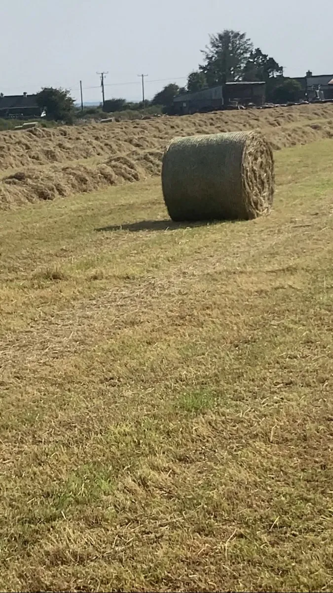 Hay for sale - Image 4