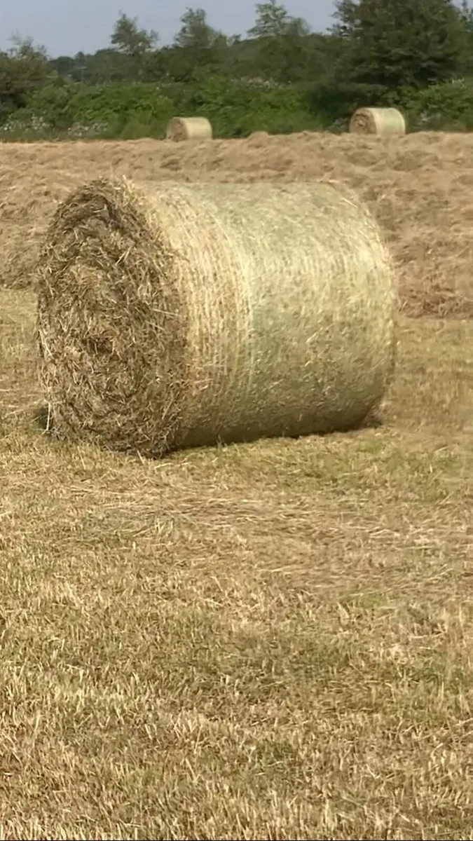 Hay for sale - Image 3
