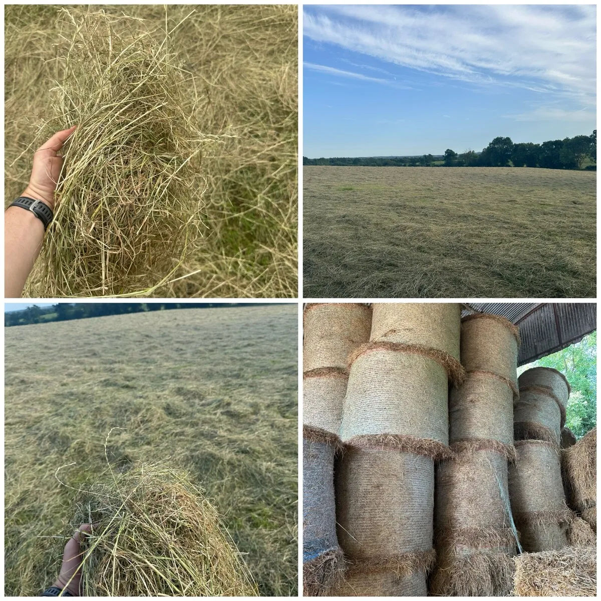 Hay and Haylage for sale - Image 2