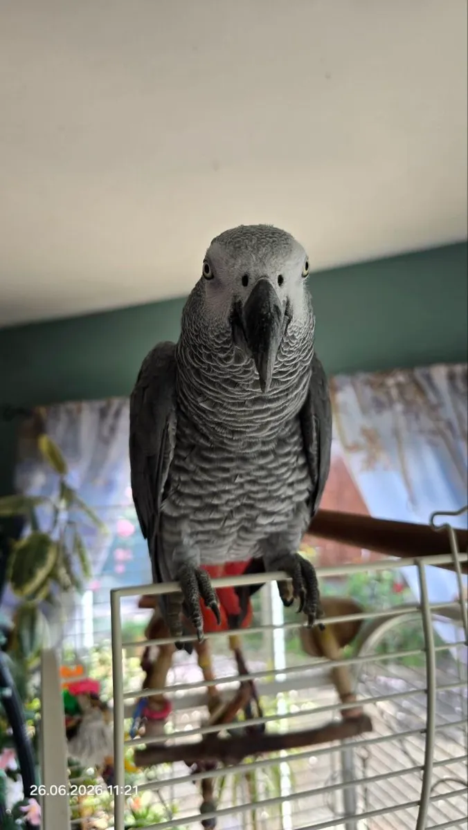 African Grey parrot for sale - Image 2