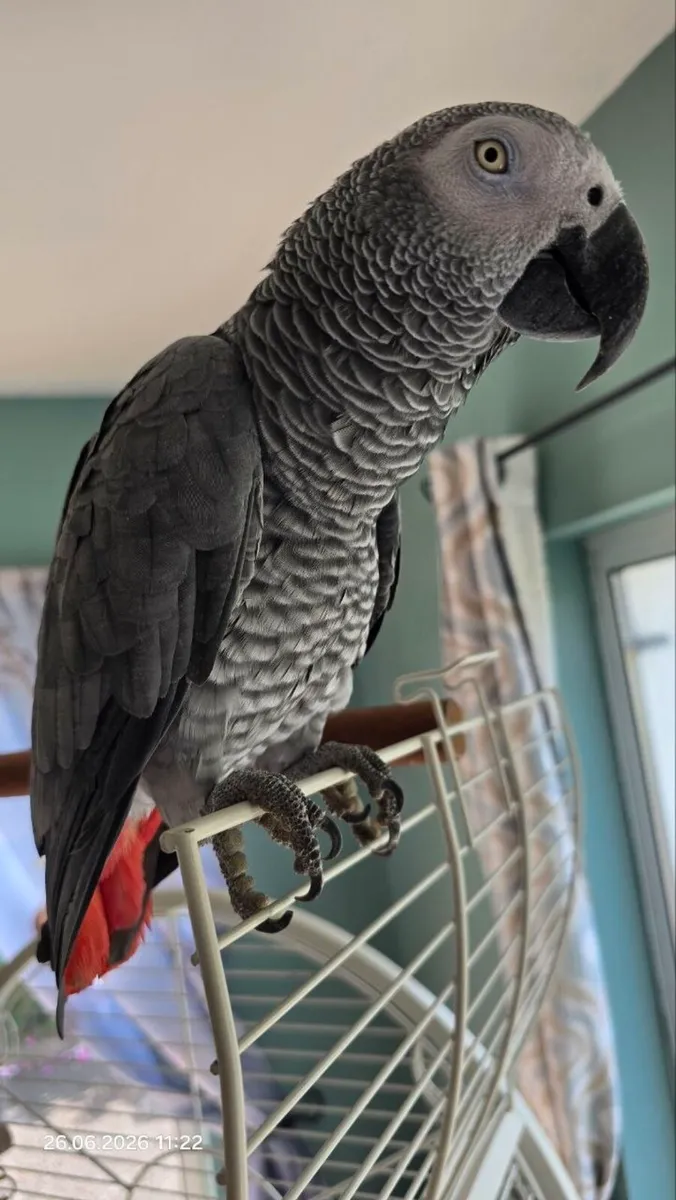 African Grey parrot for sale - Image 1