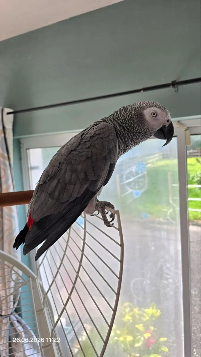African Grey parrot for sale - Image 3