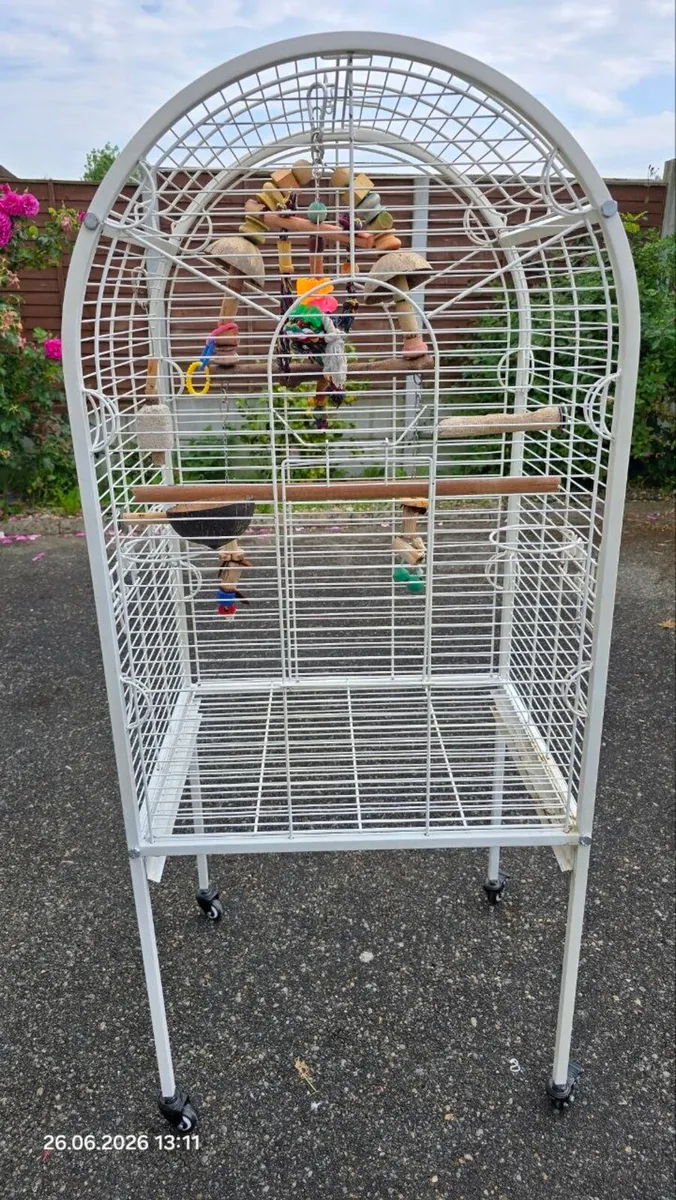 African Grey parrot for sale - Image 4