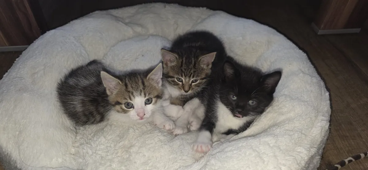 kittens - Image 4