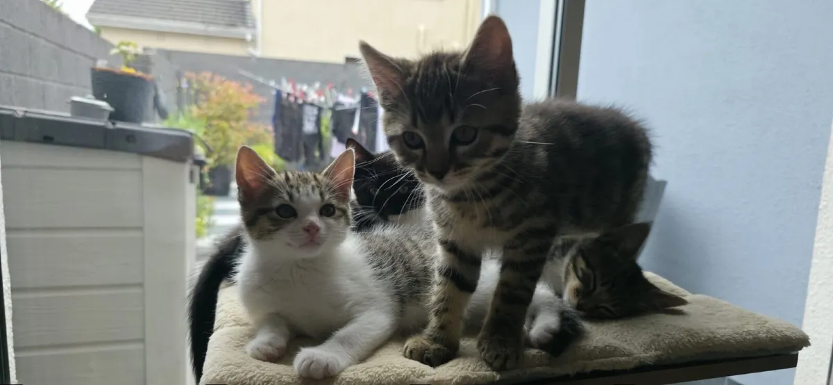 kittens - Image 3