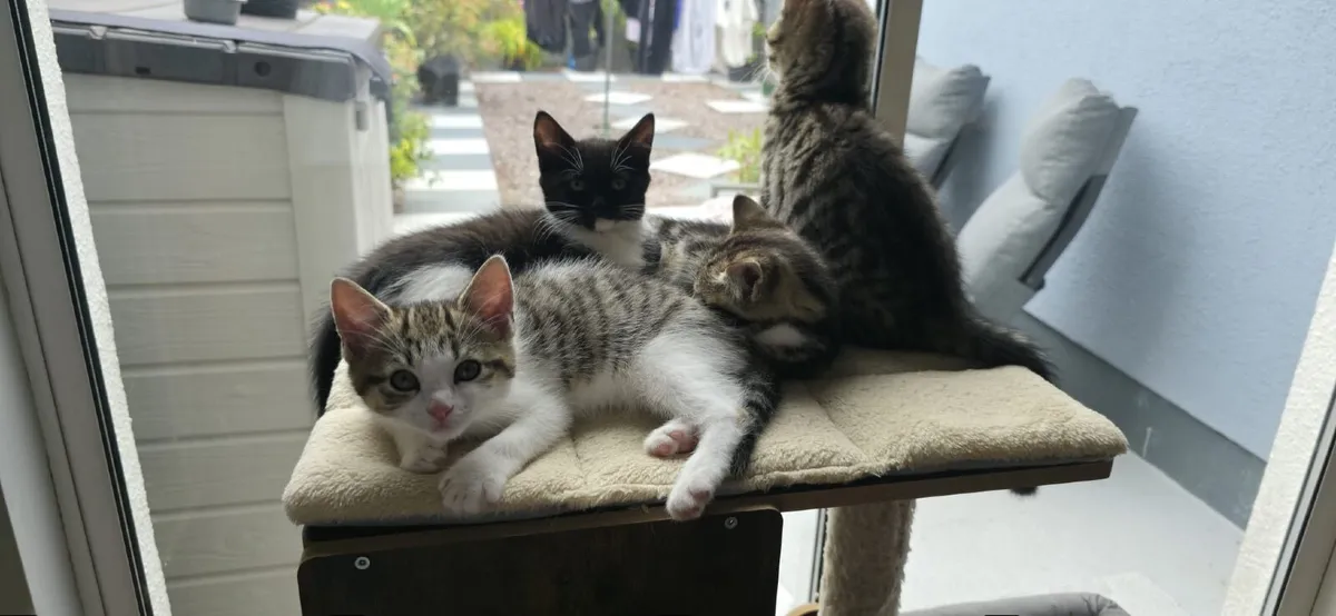 kittens - Image 2
