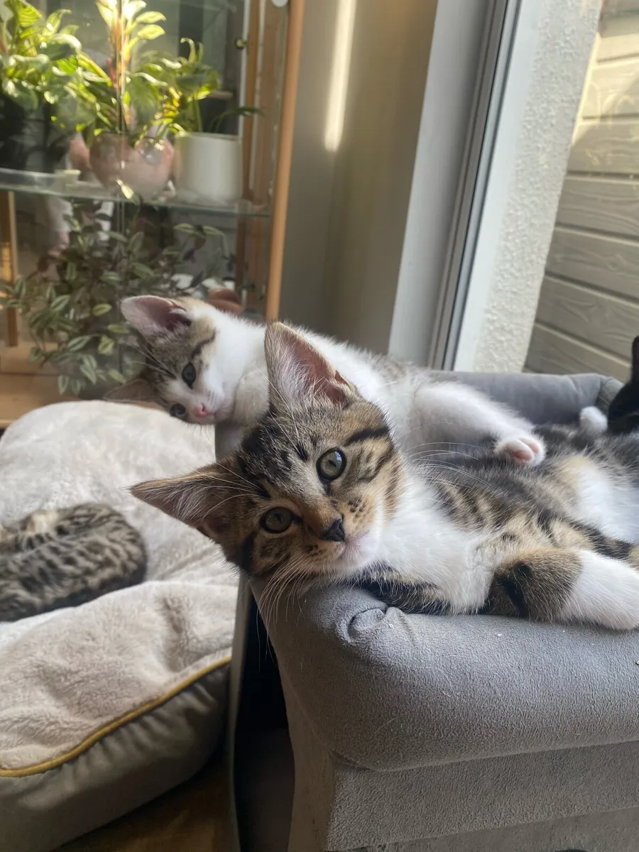 kittens - Image 1