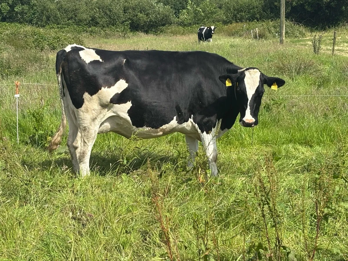 Autumn Calving Cows - Image 2