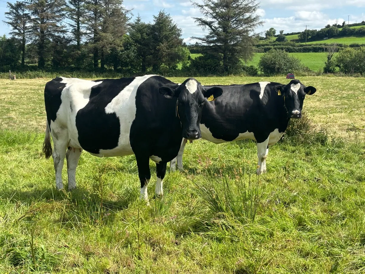 Autumn Calving Cows - Image 3