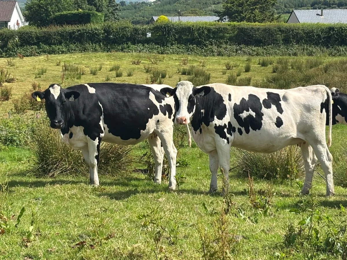 Autumn Calving Cows - Image 4