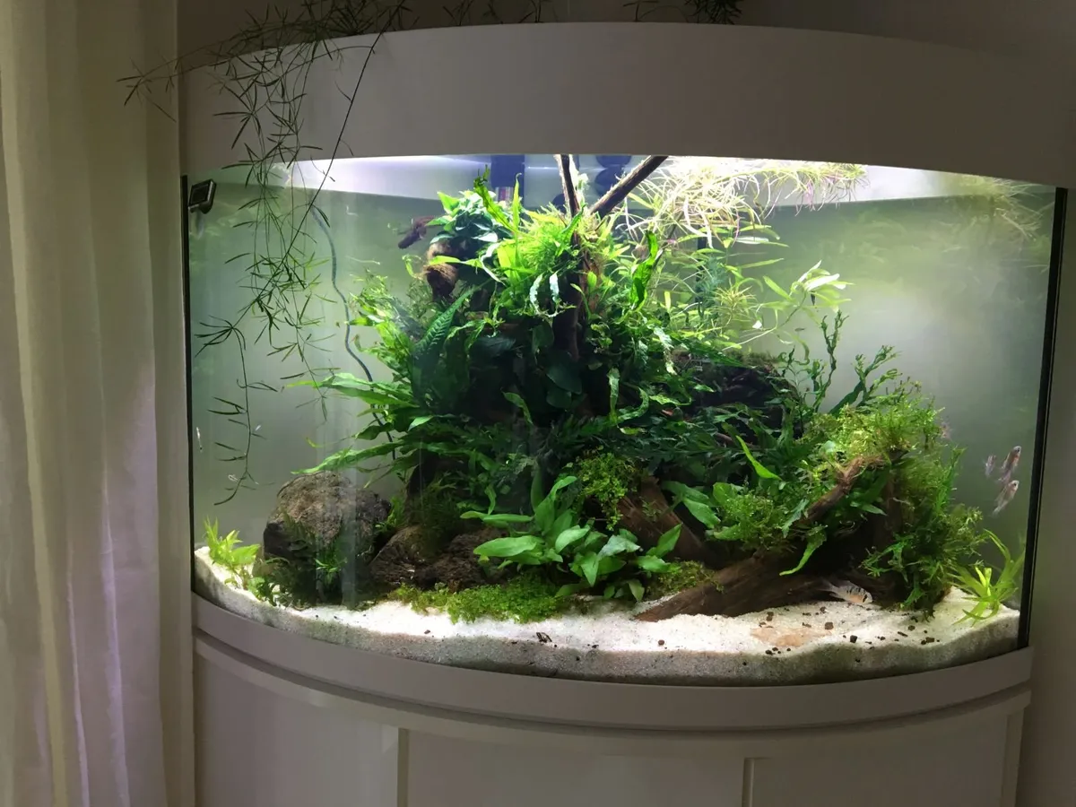 Aqua One 140L Corner Fish Tank - Image 3