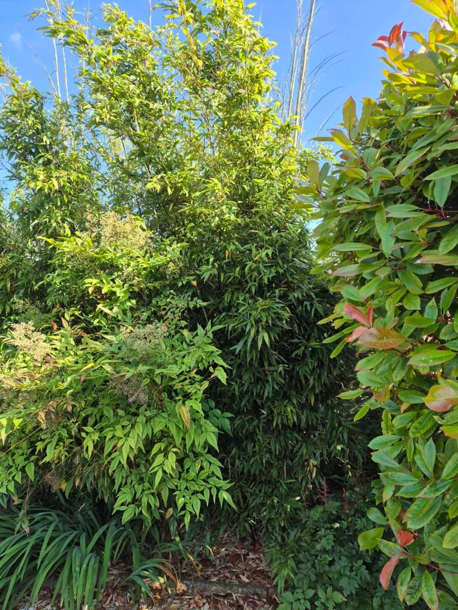 Bamboo (FREE) - Image 3