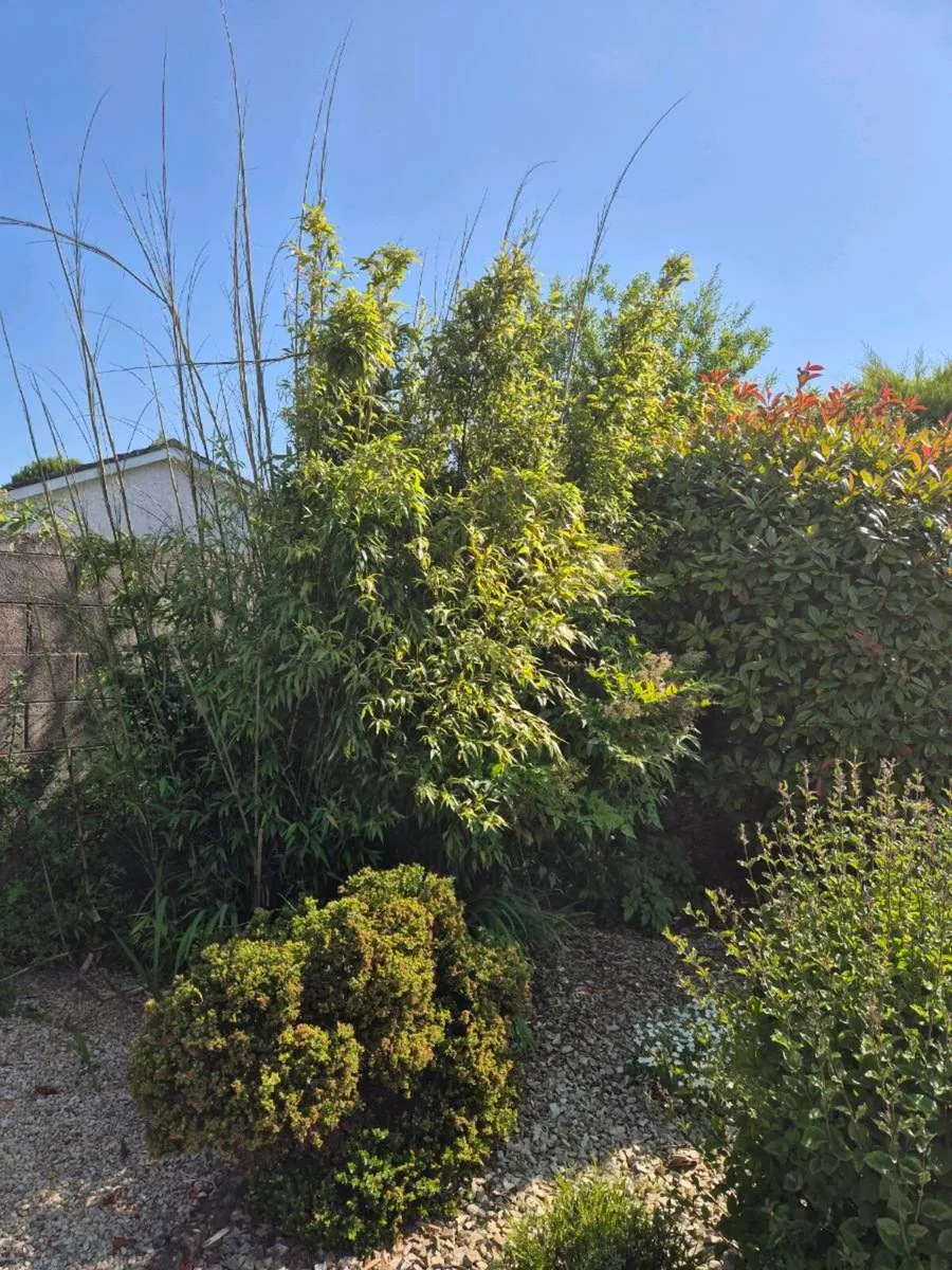 Bamboo (FREE) - Image 1