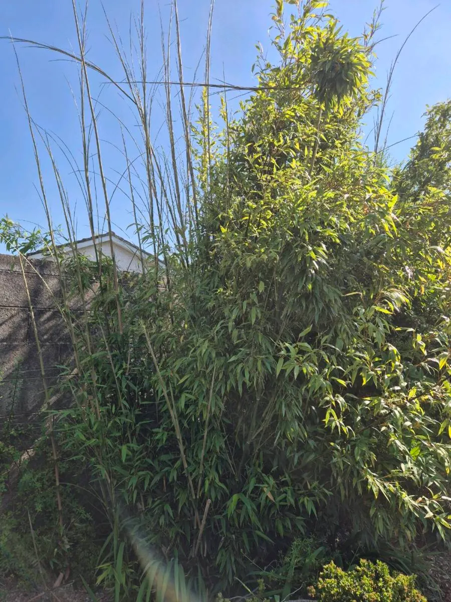 Bamboo (FREE) - Image 2