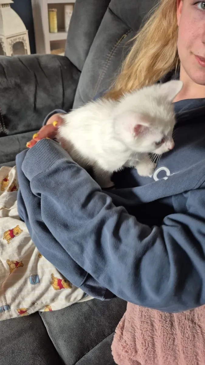 Kittens - Image 1
