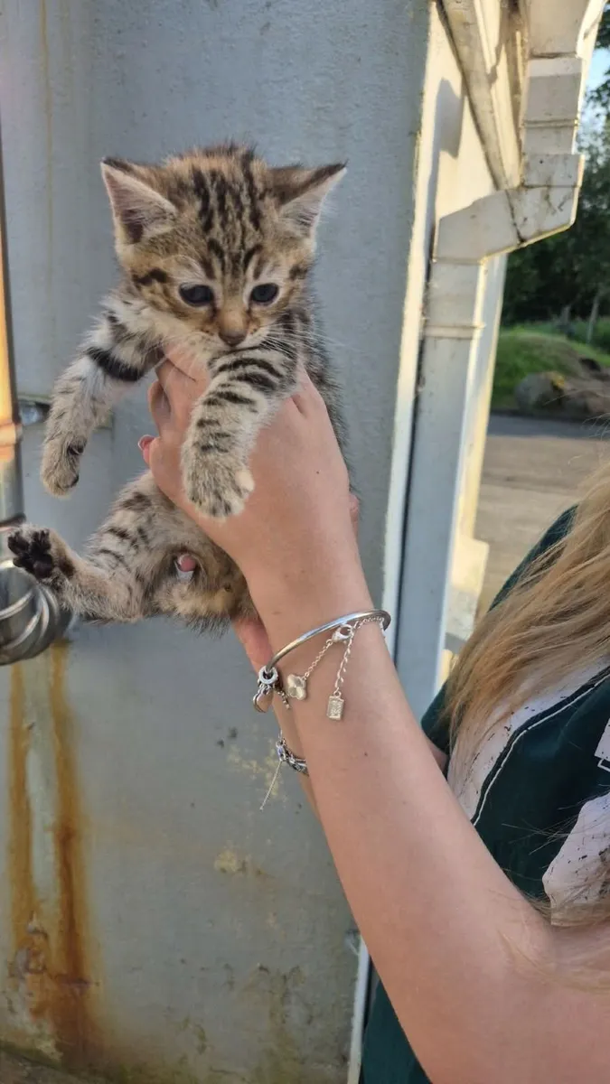 Kittens - Image 2