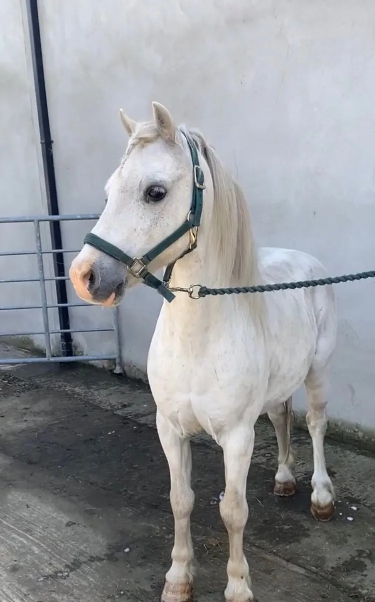 Companion or pet pony - Image 1