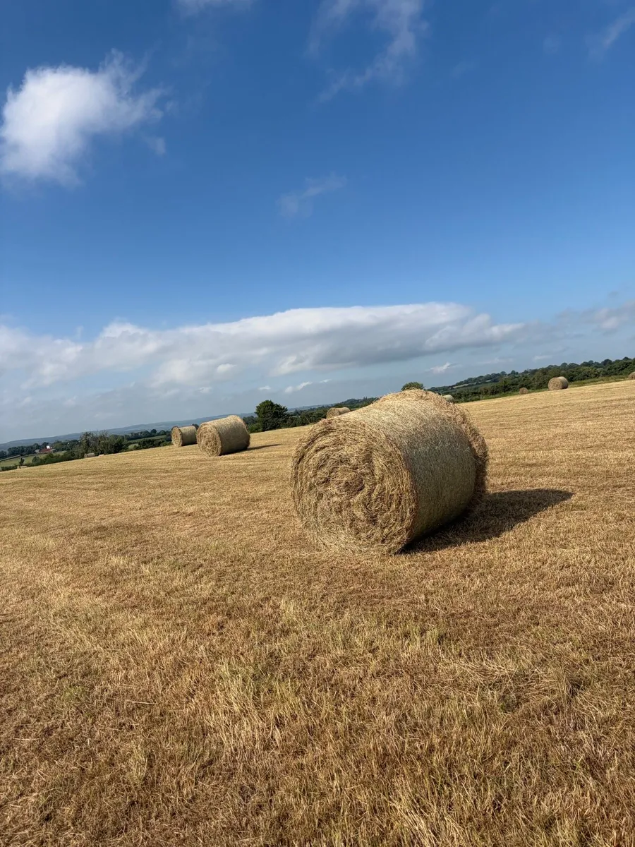 Round bales of hay for sale - Image 1