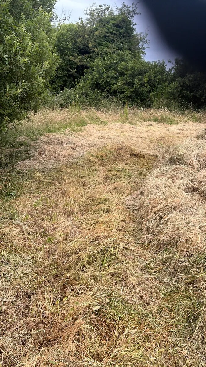 Hay - Image 2