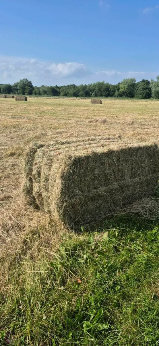 Large square hay bales - Image 1