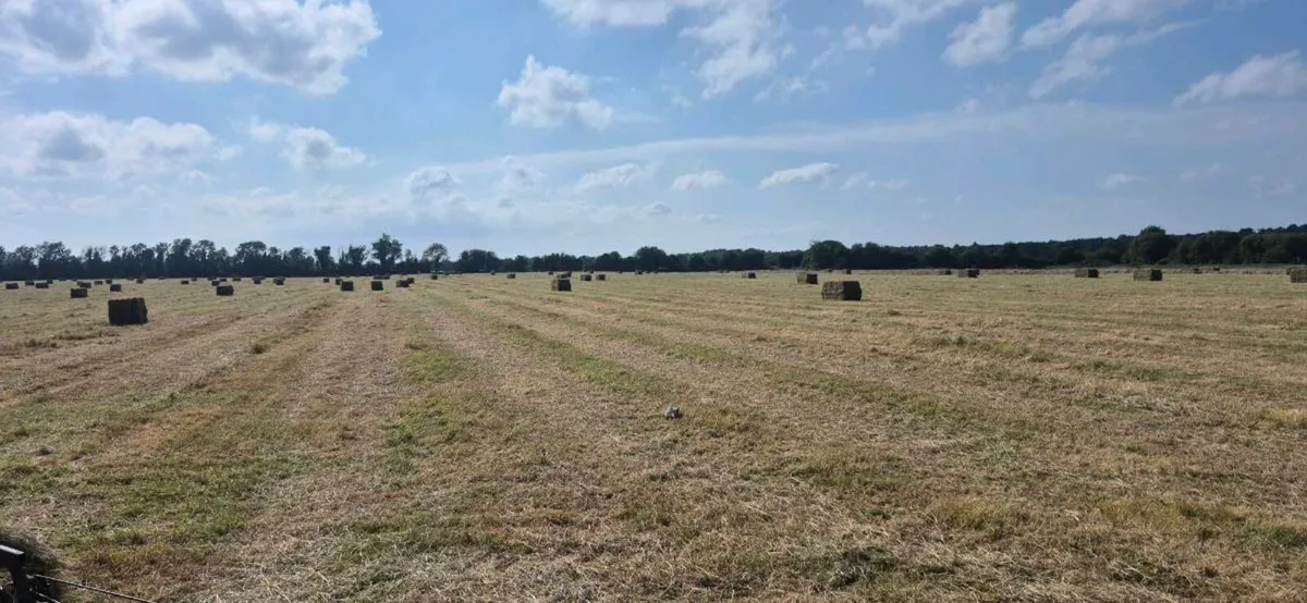 Large square hay bales - Image 2