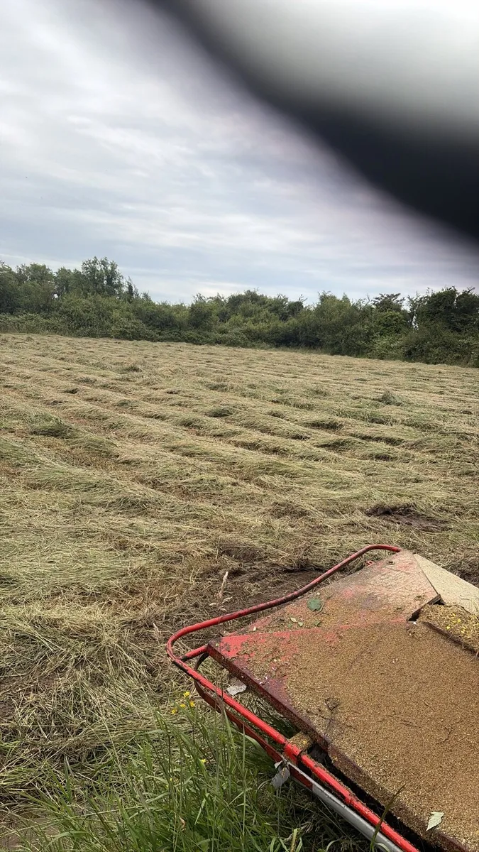 Hay - Image 3