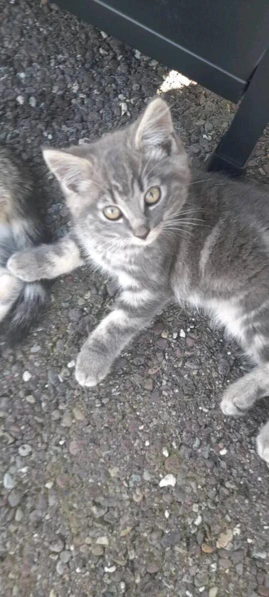Kitten - Image 1