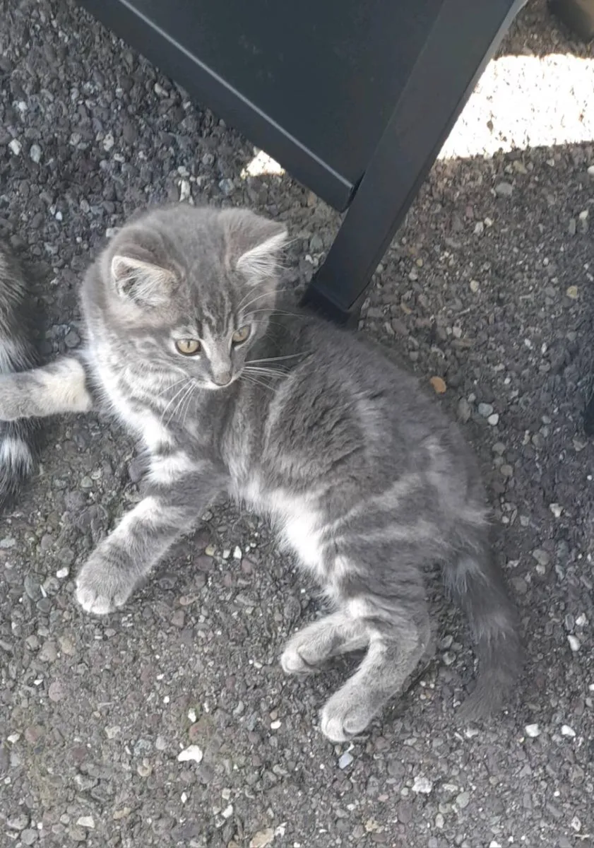 Kitten - Image 2