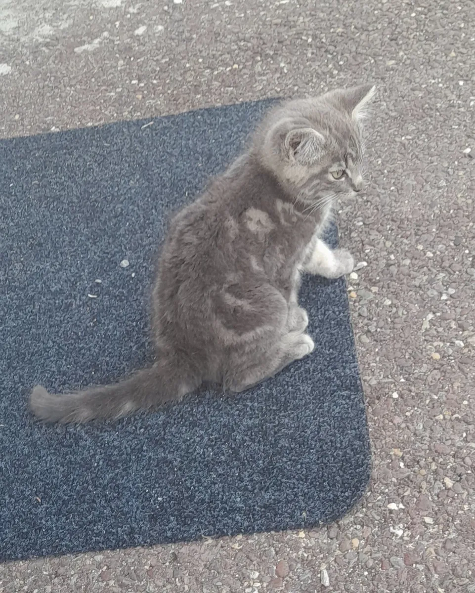Kitten - Image 3