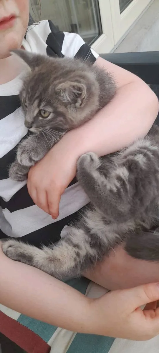 Kitten - Image 4