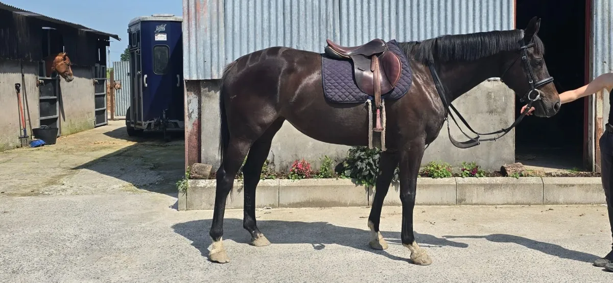 Allrounder 6yr Mare - Image 2