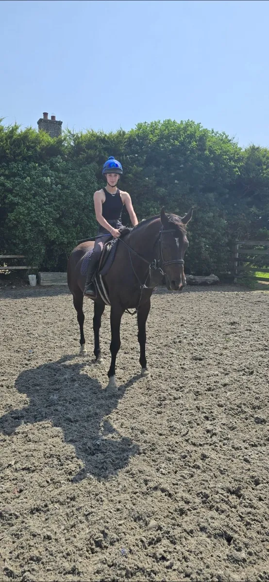 Allrounder 6yr Mare - Image 3