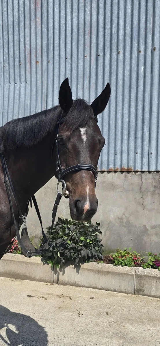Allrounder 6yr Mare - Image 4
