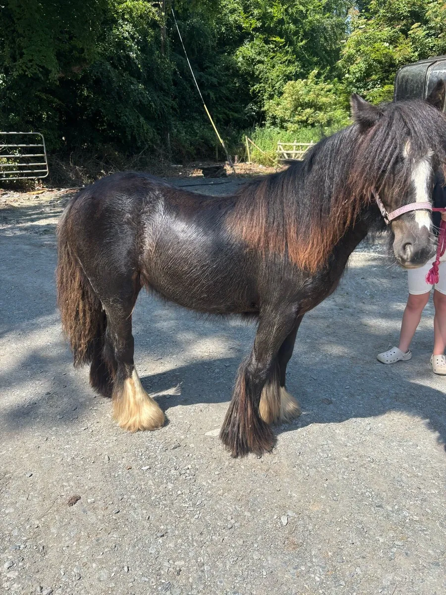 Gypsy cob filly - Image 1