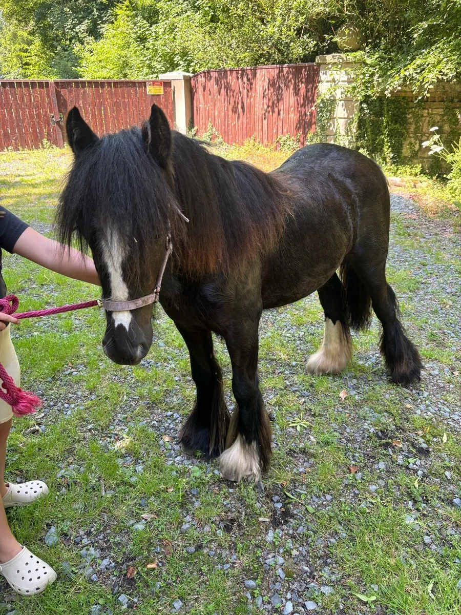 Gypsy cob filly - Image 3